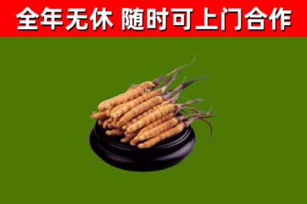 孟连县回收冬虫夏草